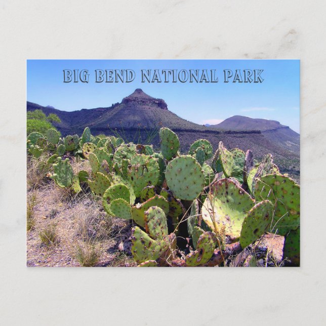 Carte Postale Picker Cactus Big Bend (Devant)
