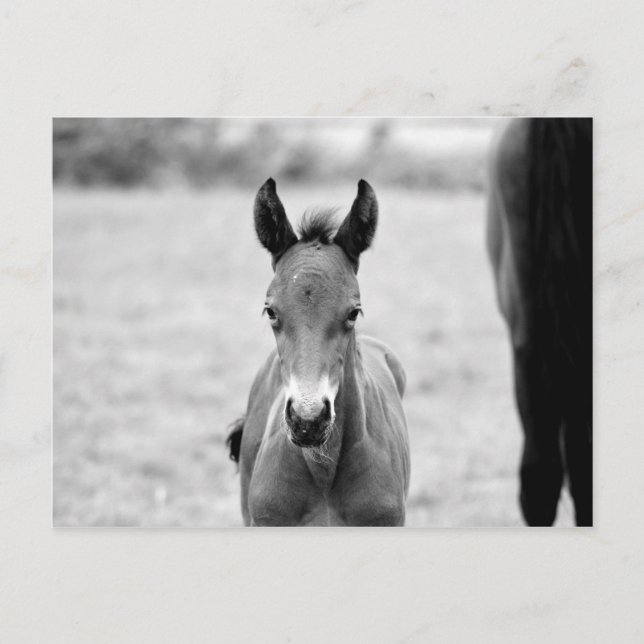 Carte Postale Pickle the Foal (Devant)