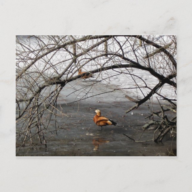 Carte Postale pics nature (Devant)