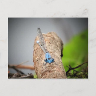 Carte Postale pics nature