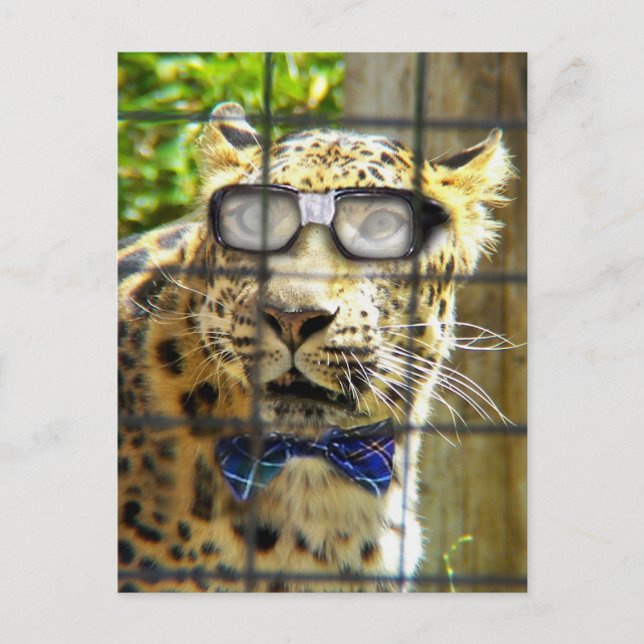 Carte Postale Pidasol sauvage (Devant)