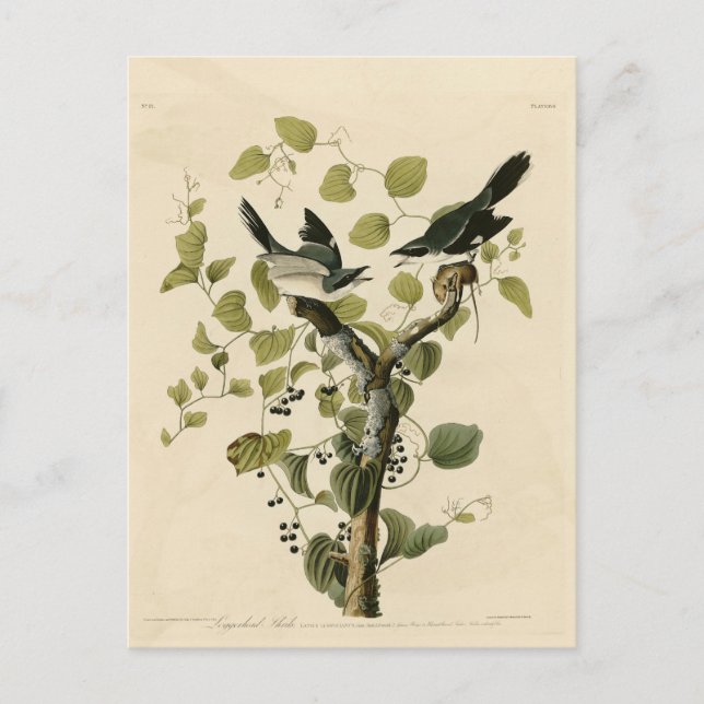 Carte Postale Pie-grièche migratrice des oiseaux d'Amérique d'Au (Devant)