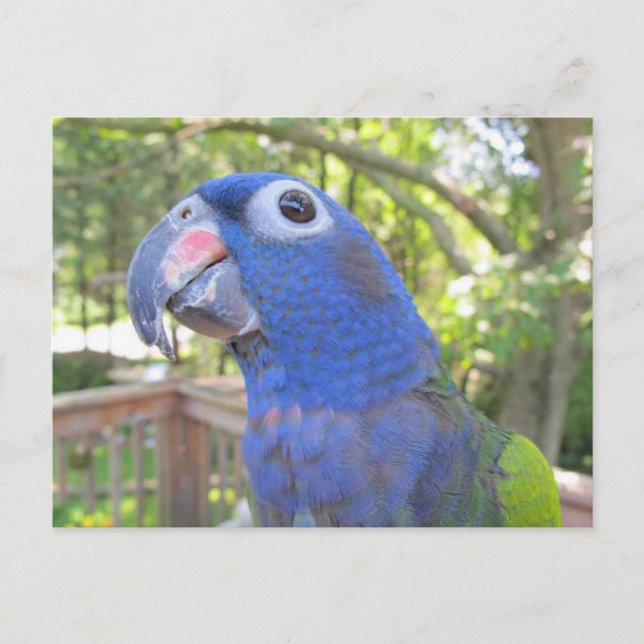 Carte Postale Pie Le Perroquet (Devant)