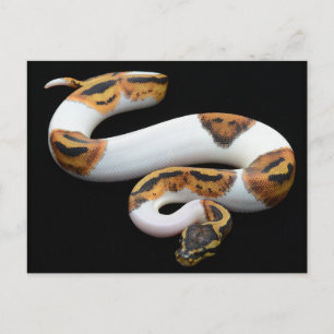 Carte Postale piebald