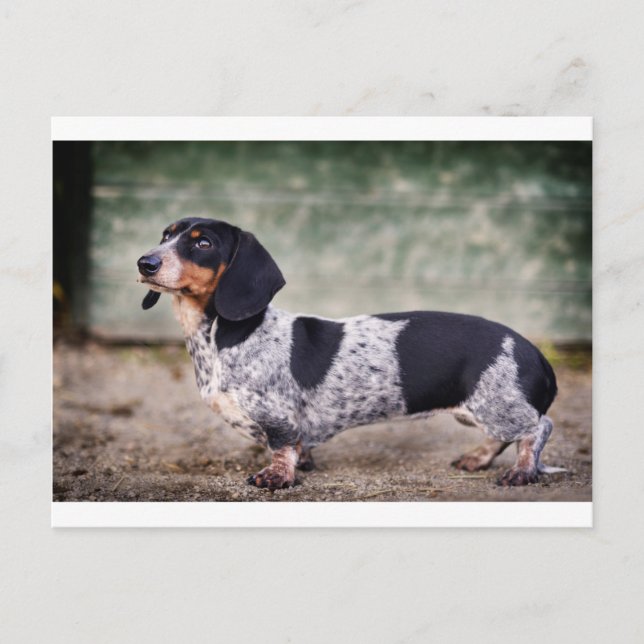 Carte Postale Piebald dachshund (Devant)