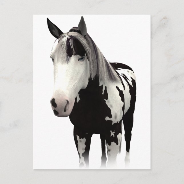 Carte Postale Piebald Peinture Cheval Art (Devant)