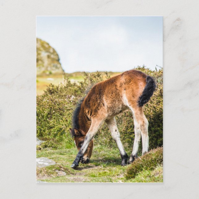 Carte Postale Pièce de poney Dartmoor devant Haytor rock uk (Devant)