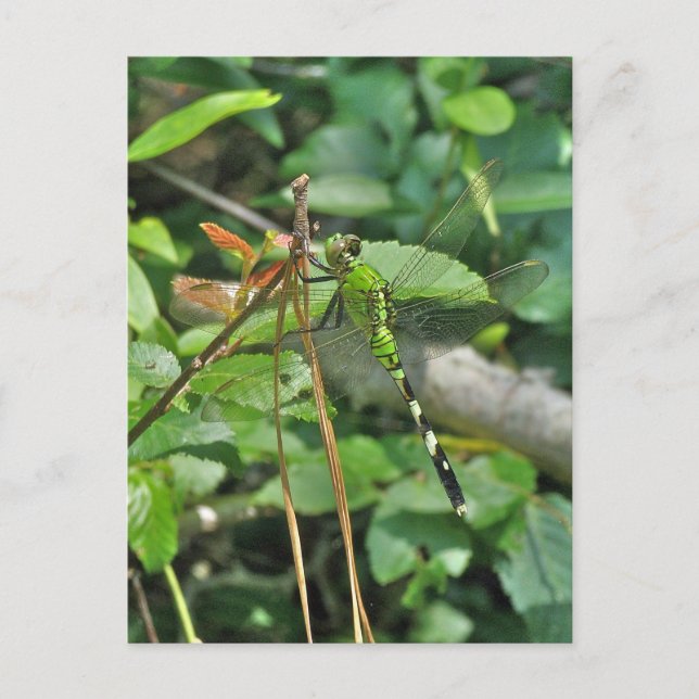 Carte Postale Pièces coordonnées de libellules de Pondhawk orien (Devant)