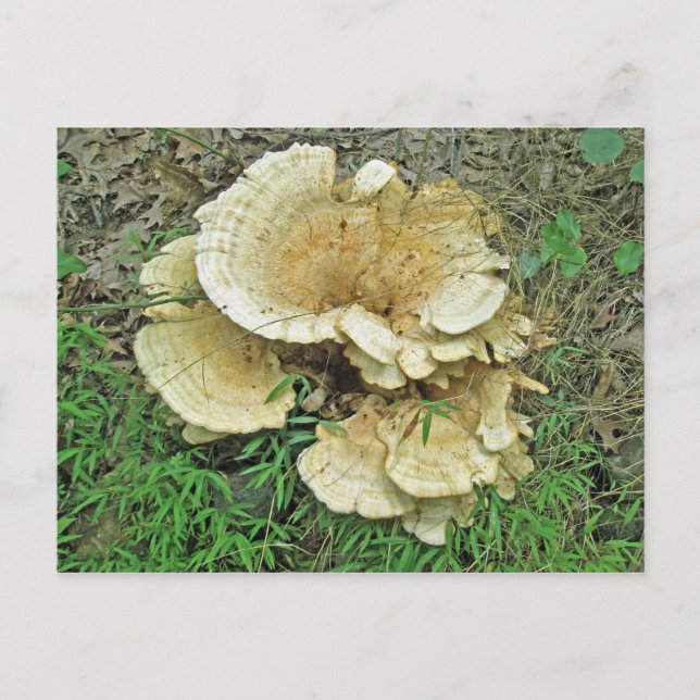 Carte Postale Pièces de coordination du champignon à plateau pâl (Devant)