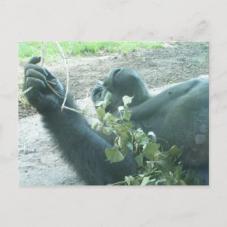 Carte Postale pièces de gorille