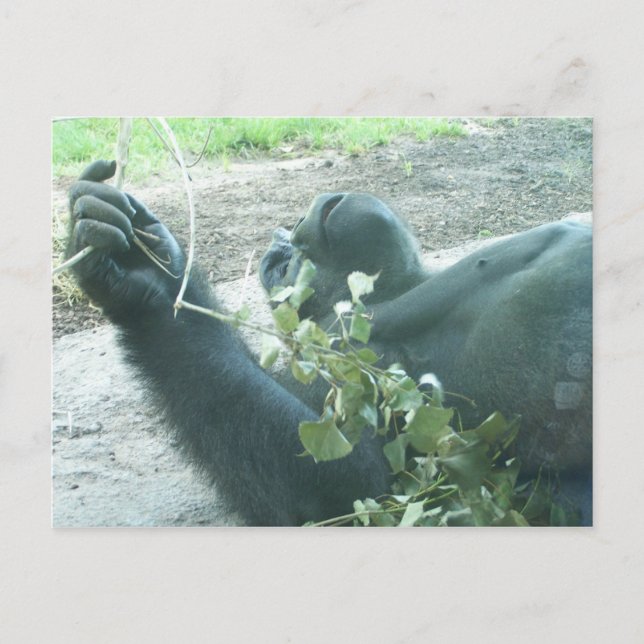 Carte Postale pièces de gorille (Devant)