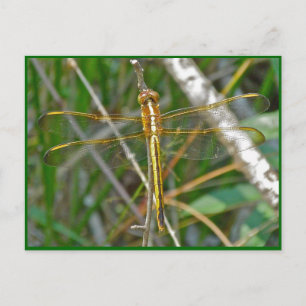 Carte Postale Pièces de libellules de Meadowhawk d'or (Sympetrum