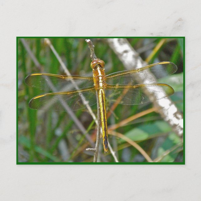 Carte Postale Pièces de libellules de Meadowhawk d'or (Sympetrum (Devant)