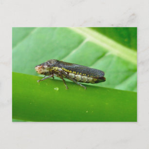 Carte Postale Pièces trémies pour feuillets à tirets