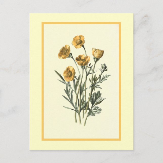 Carte Postale "Pied de corbeau bulbeux" Illustration botanique (Devant)