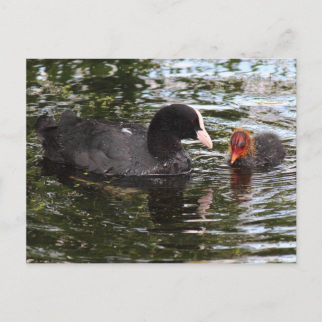 Carte Postale Pied eurasien parent et bébé (Devant)