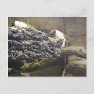 Carte Postale Pied Tamarin # 1