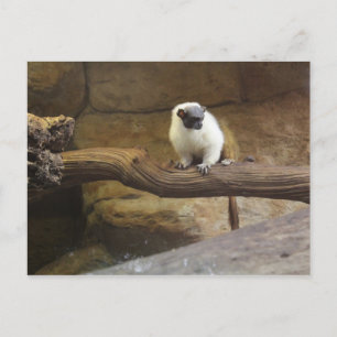 Carte Postale Pied Tamarin # 2