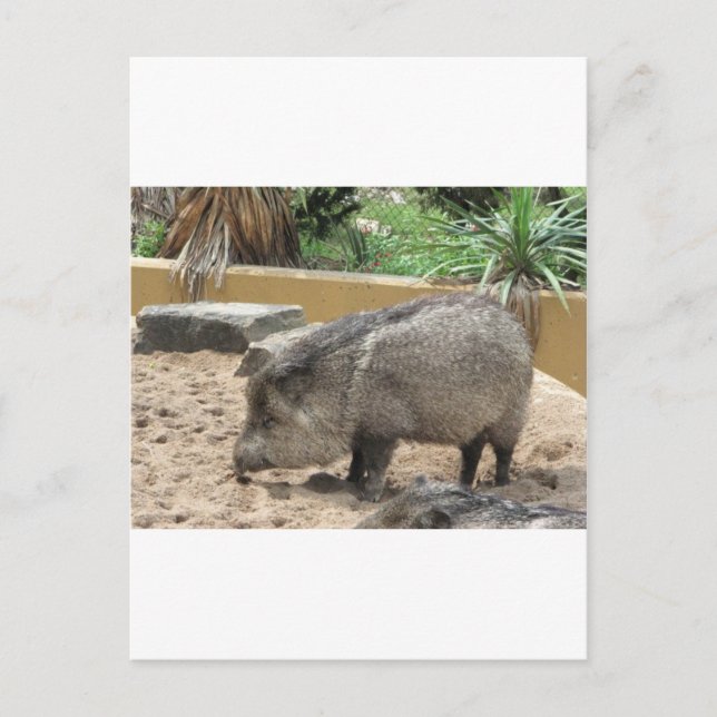 CARTE POSTALE PIÈGE WID (Devant)
