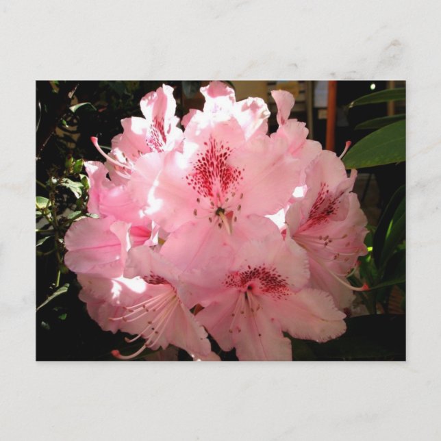 Carte Postale Pienza, Italie (Devant)