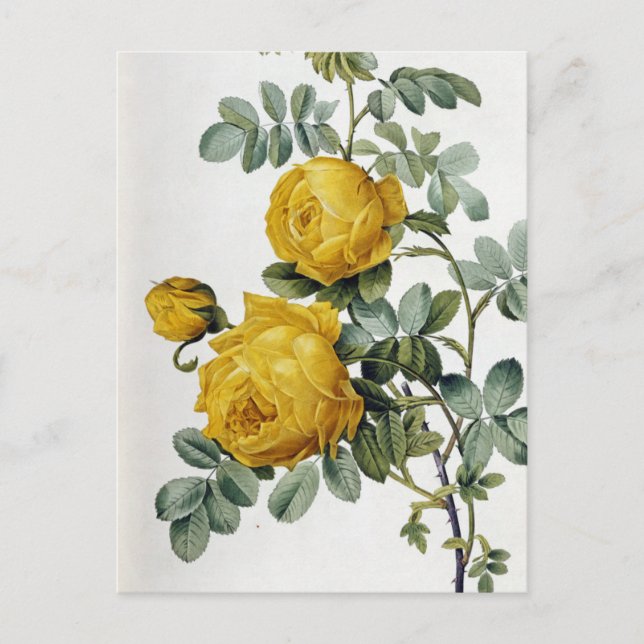 Carte Postale Pierre Joseph Redoute - Rosa Sulfurea (Devant)