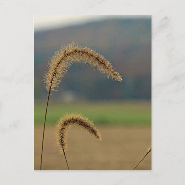 Carte Postale Pierres de semences de graminées (Devant)