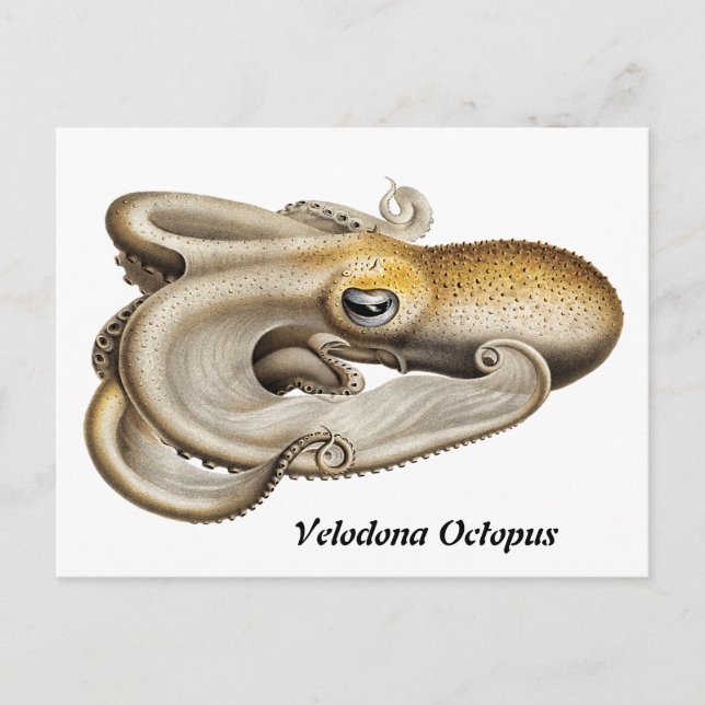 Carte Postale Pieuvre de Velodona (1898-1899) (Devant)