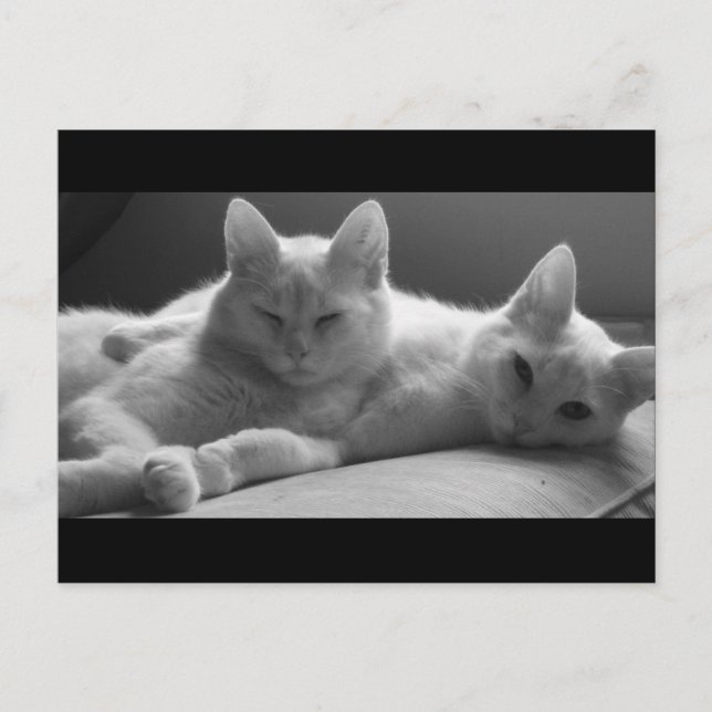 Carte Postale Piff et Puff (Devant)