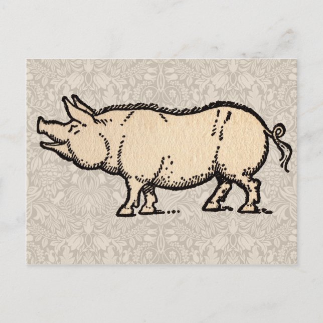 Carte Postale Pig Antique Piggy Cute Illustration Vintage (Devant)