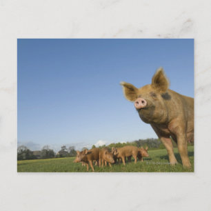 Carte Postale Pig dans un champ