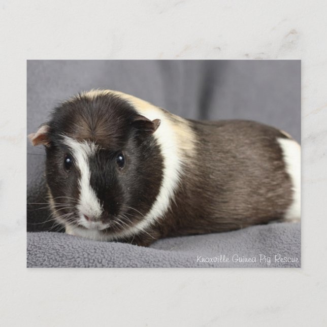Carte postale Pig de Guinée étonnante (Devant)