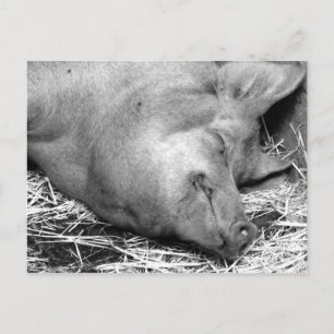 Carte postale Pig dormant noir et blanc