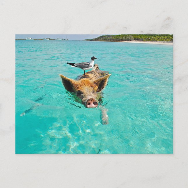 CARTE POSTALE PIG SEAGULL SEA FUN POSTCROSSING (Devant)