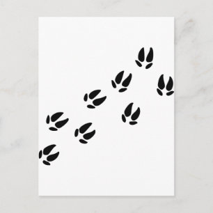 Carte Postale Pig - Traces