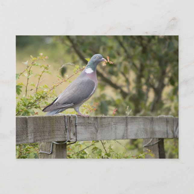 Carte Postale Pigeon (Devant)