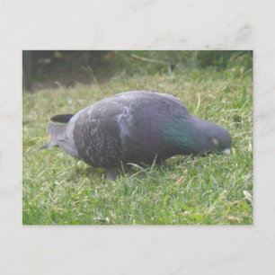 Carte postale Pigeon