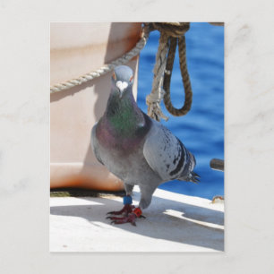 Carte Postale Pigeon