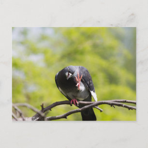 Carte Postale Pigeon