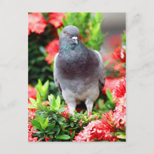 Carte Postale Pigeon