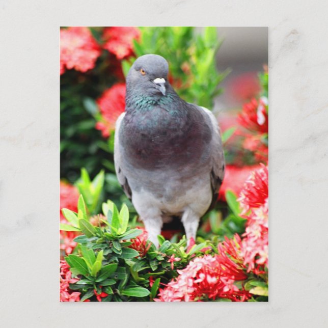 Carte Postale Pigeon (Devant)
