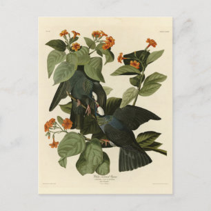 Carte Postale Pigeon à couronne blanche - Audubon's Birds of Ame