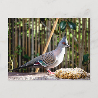 Carte Postale Pigeon à crête (oiseau à tête pointue)
