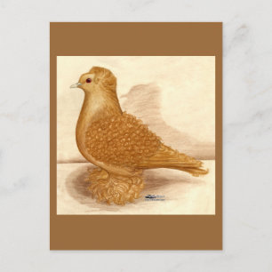 Carte Postale Pigeon à dos jaune