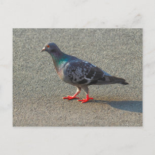 Carte Postale Pigeon à pied