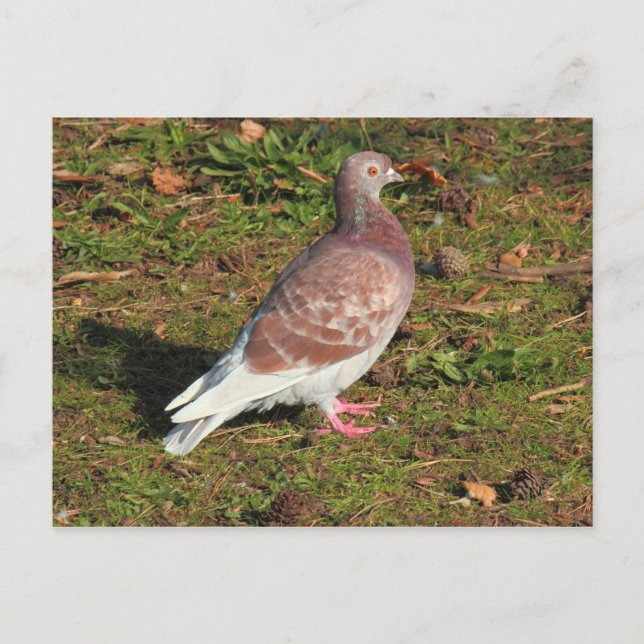 Carte Postale Pigeon à Roath Park Lake Cardiff (Devant)