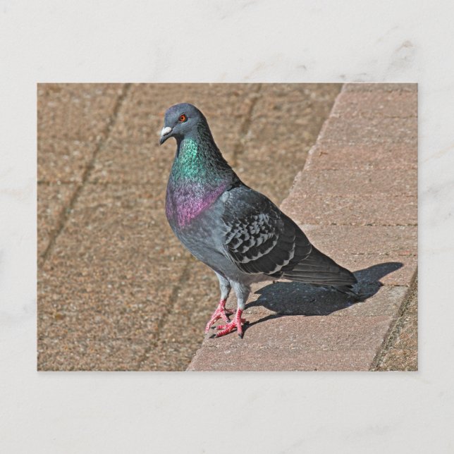 Carte Postale Pigeon, À Roath Park Lake, Cardiff, Wales Postcar (Devant)