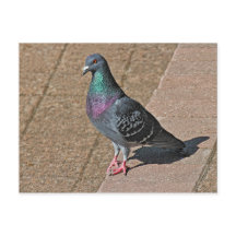 Pigeon, À Roath Park Lake, Cardiff, Wales Postcar