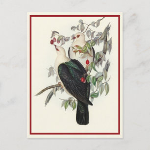 Carte Postale Pigeon à tête blanche, Vintage