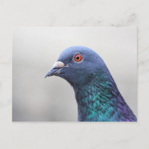 Carte Postale Pigeon aléatoire