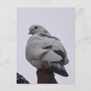 Carte Postale Pigeon blanc